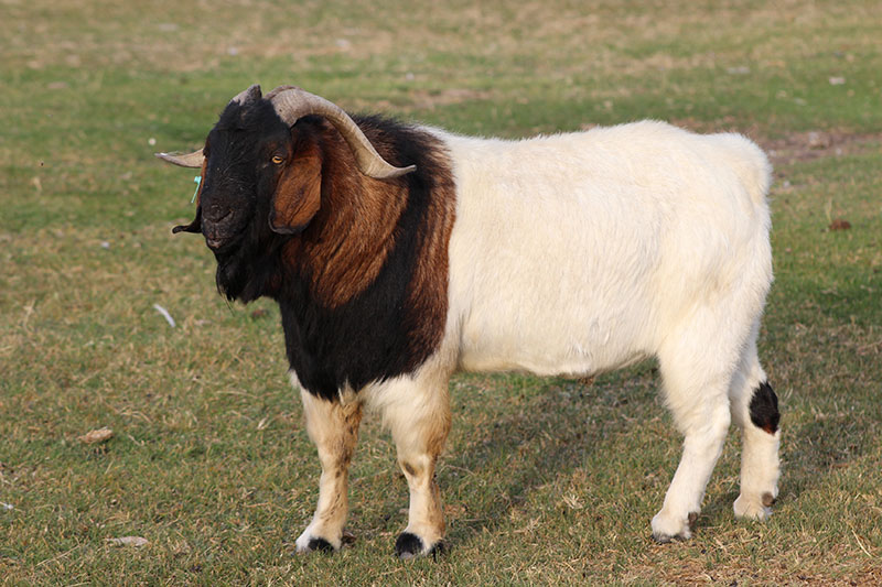 Boer Goats