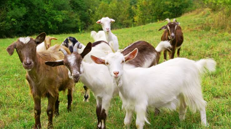 Cross-Breeds